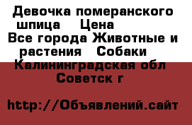 Девочка померанского шпица. › Цена ­ 40 000 - Все города Животные и растения » Собаки   . Калининградская обл.,Советск г.